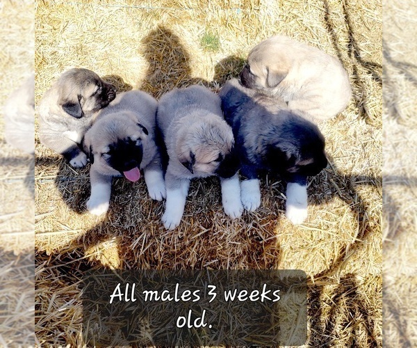Medium Photo #17 Kangal Dog Puppy For Sale in SILVER LAKE, OR, USA