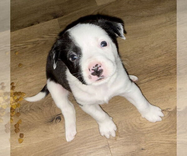 Medium Photo #3 Australian Shepherd-Unknown Mix Puppy For Sale in OKLAHOMA CITY, OK, USA