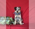 Small Photo #2 Australian Cattle Dog Puppy For Sale in CONESTOGA, PA, USA