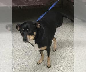 Chihuahua Dogs for adoption in Conroe, TX, USA