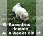 Small Photo #43 Great Pyrenees Puppy For Sale in HILLSVILLE, VA, USA