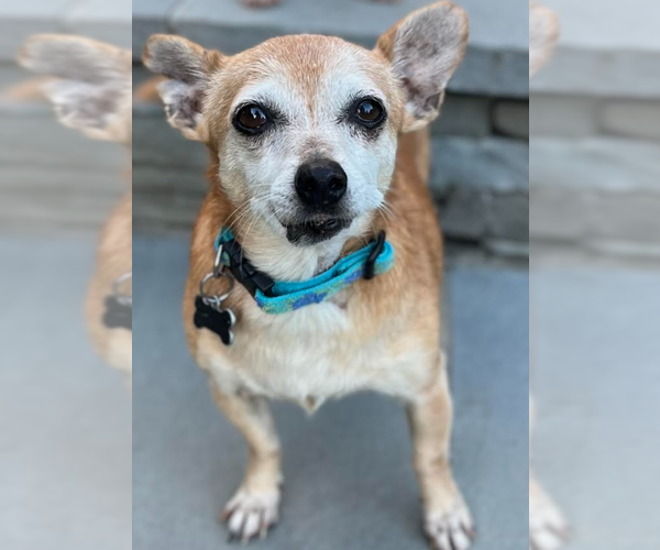 Medium Photo #6 Chihuahua-Unknown Mix Puppy For Sale in Cranston, RI, USA