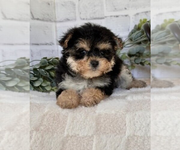 Medium Photo #12 Morkie Puppy For Sale in WINTER PARK, FL, USA