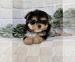 Small #11 Morkie