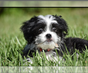 Auss-Tzu Puppy for sale in PALM COAST, FL, USA