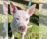 Small American Pit Bull Terrier