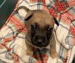 Small Photo #3 Labrador Retriever-Mutt Mix Puppy For Sale in BAKERSFIELD, CA, USA