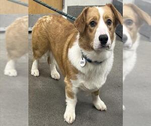 Pembroke Welsh Corgi Dogs for adoption in Forestville, MD, USA