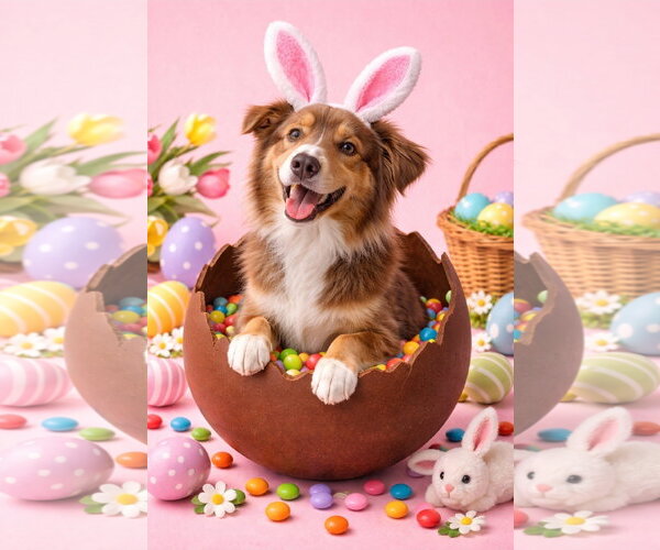 Medium Photo #2 Australian Shepherd Puppy For Sale in Cape May, NJ, USA