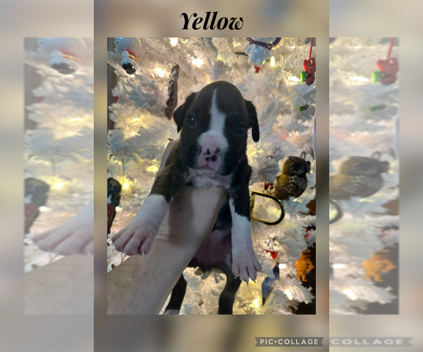 Medium Photo #71 Boxer Puppy For Sale in RALEIGH, NC, USA