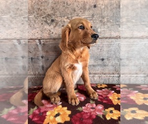 Golden Retriever Puppy for sale in VERMONTVILLE, MI, USA
