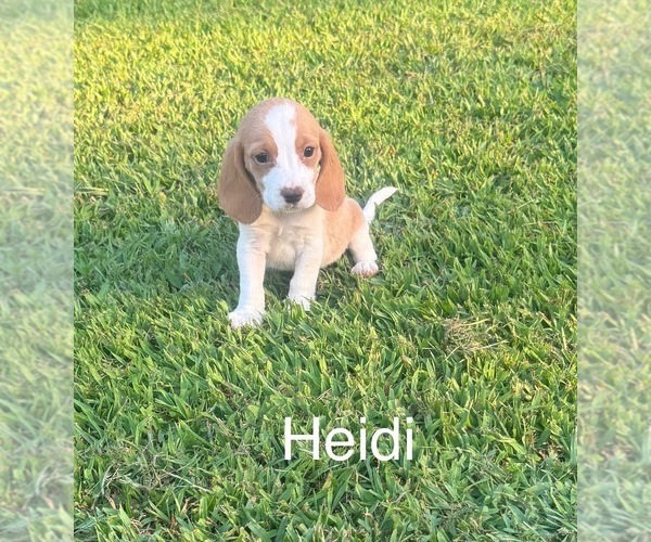Medium Photo #1 Beagle Puppy For Sale in WOODBRIDGE, VA, USA