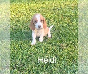 Medium Beagle