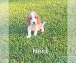 Puppy Heidi Beagle