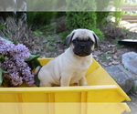 Small Photo #1 Jug Puppy For Sale in SHILOH, OH, USA