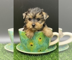 Yorkshire Terrier Puppy for sale in CASSVILLE, MO, USA