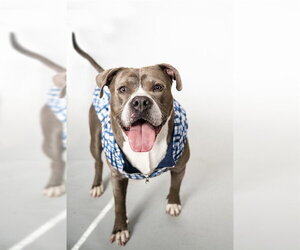 Mutt Dogs for adoption in Minneapolis, MN, USA