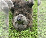 Small #2 Australian Shepherd Mix