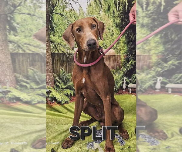 Medium Photo #1 Doberman Pinscher Puppy For Sale in New Orleans, LA, USA