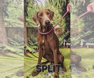 Doberman Pinscher Dogs for adoption in New Orleans, LA, USA