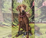 Small Doberman Pinscher
