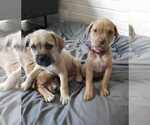 Small #6 American Pit Bull Terrier-Bulldog Mix
