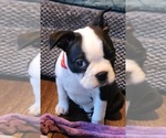 Small Photo #3 Boston Terrier Puppy For Sale in LEXINGTON, IN, USA