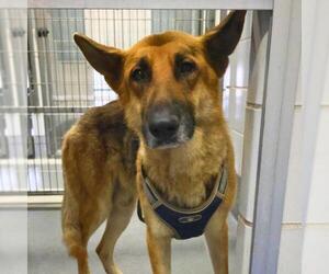 German Shepherd Dog-Unknown Mix Dogs for adoption in San Antonio, TX, USA
