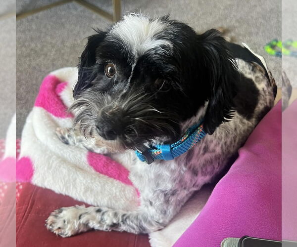 Medium Photo #3 Havanese Puppy For Sale in Germantown, OH, USA