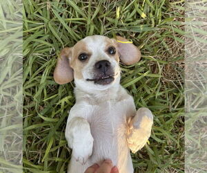 Doxle Dogs for adoption in Phoenix, AZ, USA
