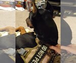 Small Photo #1 Doberman Pinscher Puppy For Sale in CANYON, TX, USA