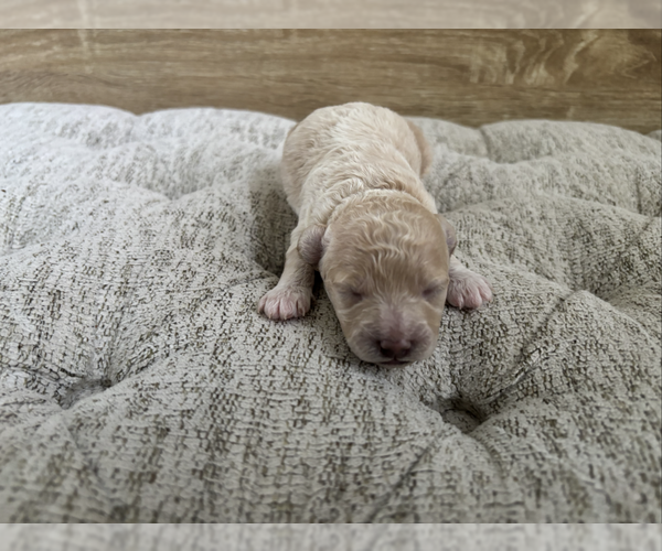 Medium Photo #18 Bichpoo Puppy For Sale in NORTH PORT, FL, USA