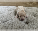 Small Photo #18 Bichpoo Puppy For Sale in NORTH PORT, FL, USA