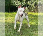 Small #1 American Pit Bull Terrier Mix