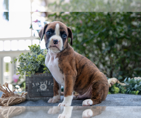Medium Photo #2 Boxer Puppy For Sale in KIRKWOOD, PA, USA