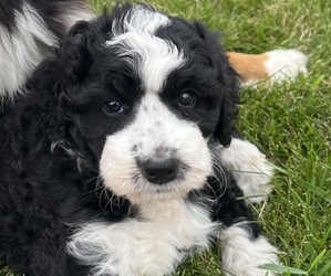 Miniature Bernedoodle Puppy for sale in WAVERLY, IA, USA