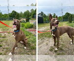 Small #1 Mutt