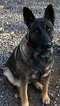 Small Photo #15 Malinois Puppy For Sale in EAGLE POINT, OR, USA