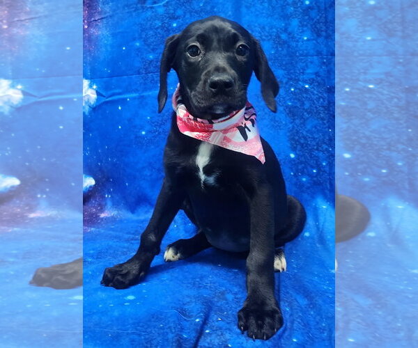 Medium Photo #1 Labrador Retriever-Unknown Mix Puppy For Sale in Wetumpka, AL, USA