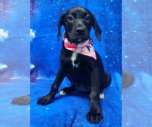 Labrador Retriever-Unknown Mix Dogs for adoption in Wetumpka, AL, USA