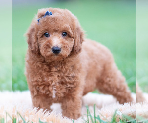 Medium Goldendoodle (Miniature)