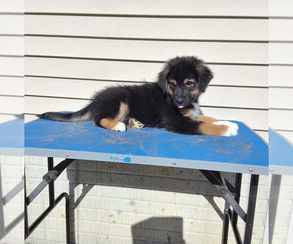 Medium Photo #1 Australian Shepherd Puppy For Sale in AMANDA, OH, USA