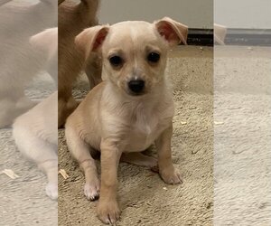Chihuahua-Unknown Mix Dogs for adoption in Woodland, CA, USA