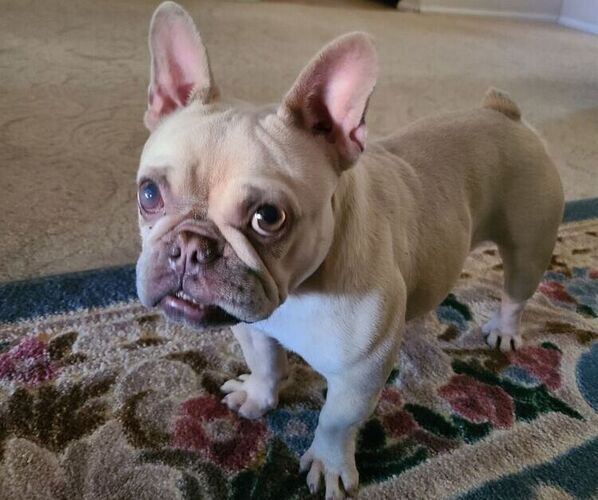 Medium Photo #1 French Bulldog Puppy For Sale in RIVERSIDE, CA, USA