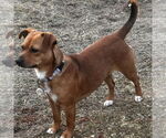 Small #3 Mutt