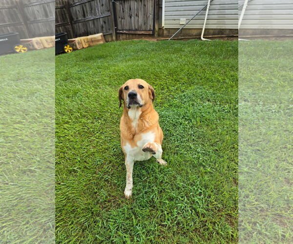 Medium Photo #14 Labrador Retriever-Unknown Mix Puppy For Sale in Rockaway, NJ, USA