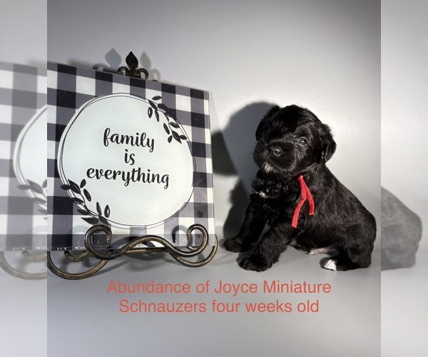 Medium Photo #4 Schnauzer (Miniature) Puppy For Sale in SAINT LOUIS, MO, USA