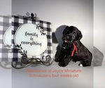 Litter of 4 - Male(s) and Female(s) Schnauzer (Miniature)Litter of Puppies for Sale - Photo #4