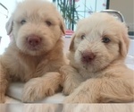 Small #10 Goldendoodle