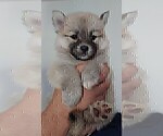 Small Photo #39 Pomsky Puppy For Sale in LOVELAND, CO, USA
